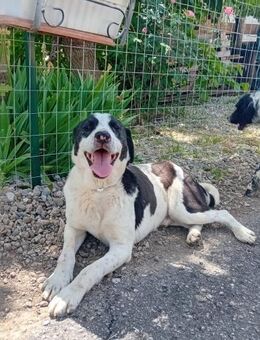 Brando sucht Lebensplatz - Bad Karlshafen