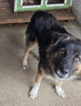 Einfühlsames Zuhause für Bodo gesucht - München