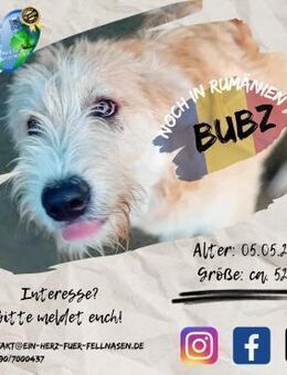 BUBZ - Erziehungsberechtige gesucht ;-) - Waakirchen