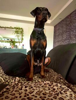 Dobermann sucht liebevolles Zuhause - Rosenheim