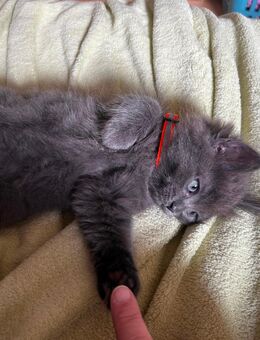 Heilige Birma-Russisch Blau Mix Babys - Krefeld
