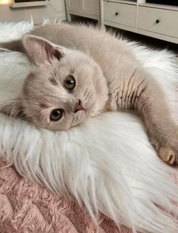 Reinrassige Britisch Kurzhaar (BKH) Katze in Lilac - Oldenburg