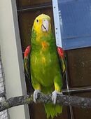 Doppelgelbkopfamazone, Papagei in 04651