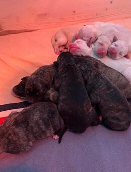 Labrador/Bardino - Herder Mix Welpen - Gelsenkirchen Heßler