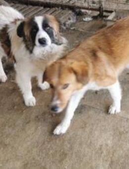 Frieda sucht ein liebevolles Zuhause - Blankenheim (Nordrhein-Westfalen)