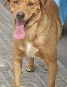 Wilson, lernwillig, freundlich, offen - Westerholt