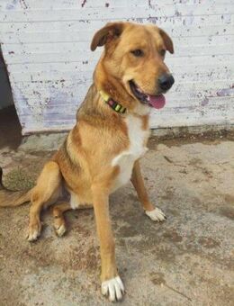 Chop; sensibler Halbstarker - Geilenkirchen