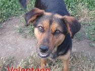 VELENTEEN ❤ sucht Zuhause/Pflegestelle - Langenhagen