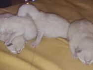 4 reinrassige Ragdoll Kitten ab 12 Wochen abzugeben - Zahna-Elster