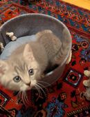 Rheinrassige BKH Kitten in 04159