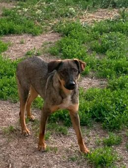 Buddy❤️sucht seine Menschen - Rott (Inn)