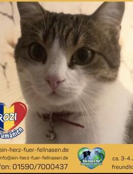 Katzenmädchen Rozi wartet auf Dich! - Waakirchen