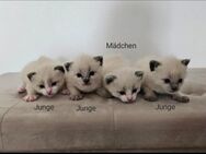 Weiße Katzen Babys/ Kitten - Metzingen