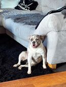 Oeb Hündin /sucht das beste zu Hause in 17373