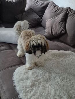 Verkaufen Süßen Shih Tzu - Zahna-Elster