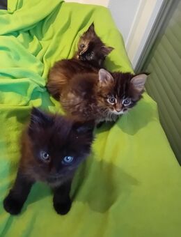 XXL Maine Coon Kitten - Bechhofen (Bayern)