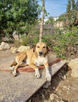Lang übersehene Merve - Beckingen