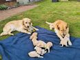 Golden Retriever Welpen in 49767
