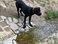 Cane corso - Dresden