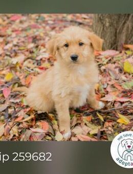 Chip 259682: Hundekind sucht ein Zuhause - Kirchzell