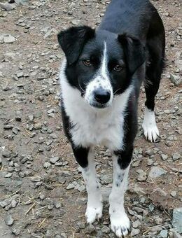 Penny hat sich bereits toll entwickelt - Chemnitz