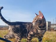 Reinrassige Bengal 6 Monate alt - Magstadt