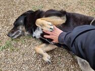 TAMBURICA - ein sanfter Seelenhund - Köln