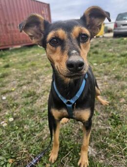 Traurige niedliche Klara sucht ihr Glück - Mannheim