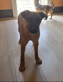 Süßer🩵Monty🩵 sucht ein schönes Zuhause - Freilassing