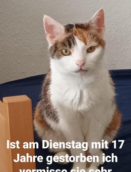 Ich suche Katze - Lohr (Main) Zentrum