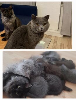 Maine Coon - BKH Mix Kitten (Privatabgabe, KEINE ZUCHT) - Halle (Saale)