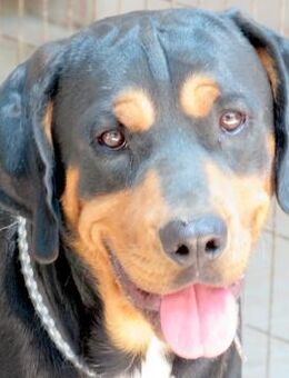 Tyrone -Angsthund, braucht viel Geduld- - Oldenburg