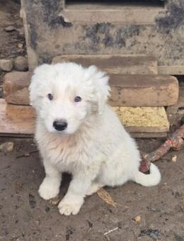 Welpenbub Nanuk 🤍 - Laufen