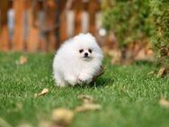 Zwergspitz Pomeranian Welpen Abgabebereit. - Hamburg