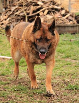 Astra VA Lieber großer Junge - Neustadt (Rübenberge)