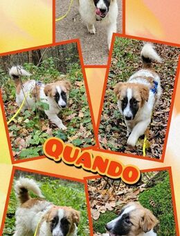 Quando wartet auf netten Besuch! - Nürnberg