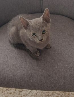 Russisch blau kitten - Ewighausen
