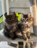 Maine Coon Perser Mix Kitten abzugeben Kater Katze in 14169