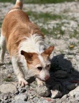 Wunderbare Dumba - Eichenzell