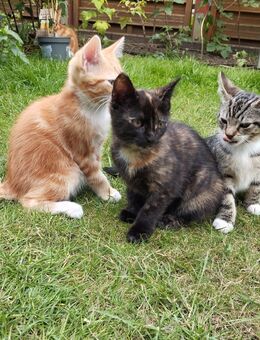 1 süßes Kitten - Kätzchen - Rietberg Zentrum