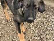 Jackson, Charmeur sucht Pflegestelle - Celle