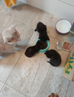 Britisch-Kurzhaar-Katze - Herbolzheim Zentrum