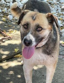 🆘 Notfall 🆘 Notfall 🆘❤️Süßer Romeo❤️ - Eislingen (Fils)