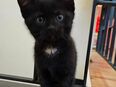 Bayby Katze Hauskatze Junge in 55545