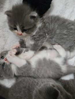 Bildschöne BKH Kitten Britisch Kurzhaar - Erfurt