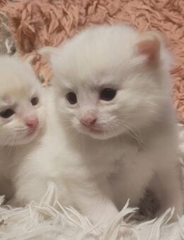 2 kleine Mischlings Kater - Hamburg