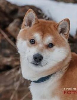 Fiete - ein Sturkopf - Löwenberger Land