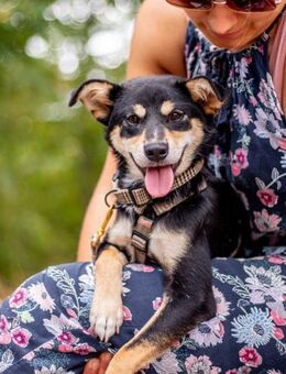 Berci, sympathischer Jungspund, ca. 9 Mo - Vaterstetten