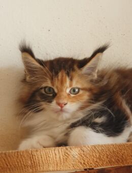 Maine Coon Kitten Träume - Großmehring