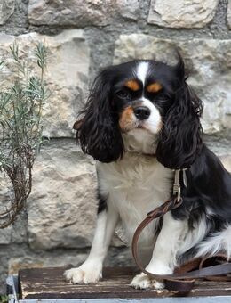 Cavalier King Charles Yorki Welpen - Hummelshain